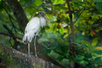 Nesyt americky - Mycteria americana - Wood Stork o8771